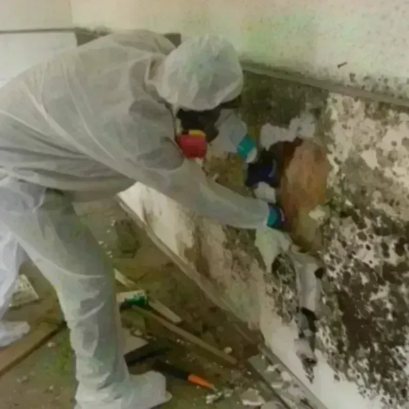 Mold Remediation and Removal in Clarksville, IA